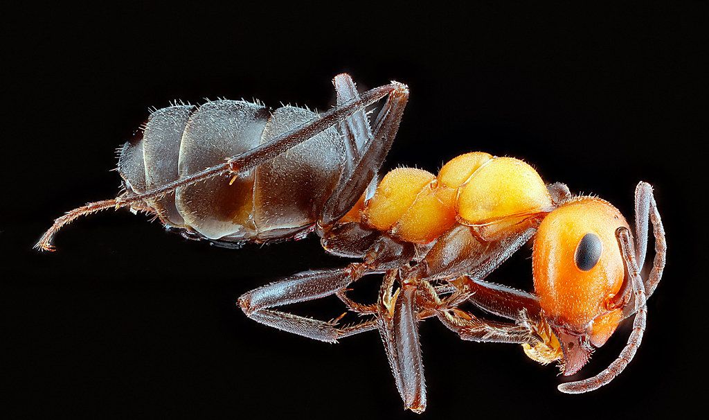 Ant Control service in Ames, IA