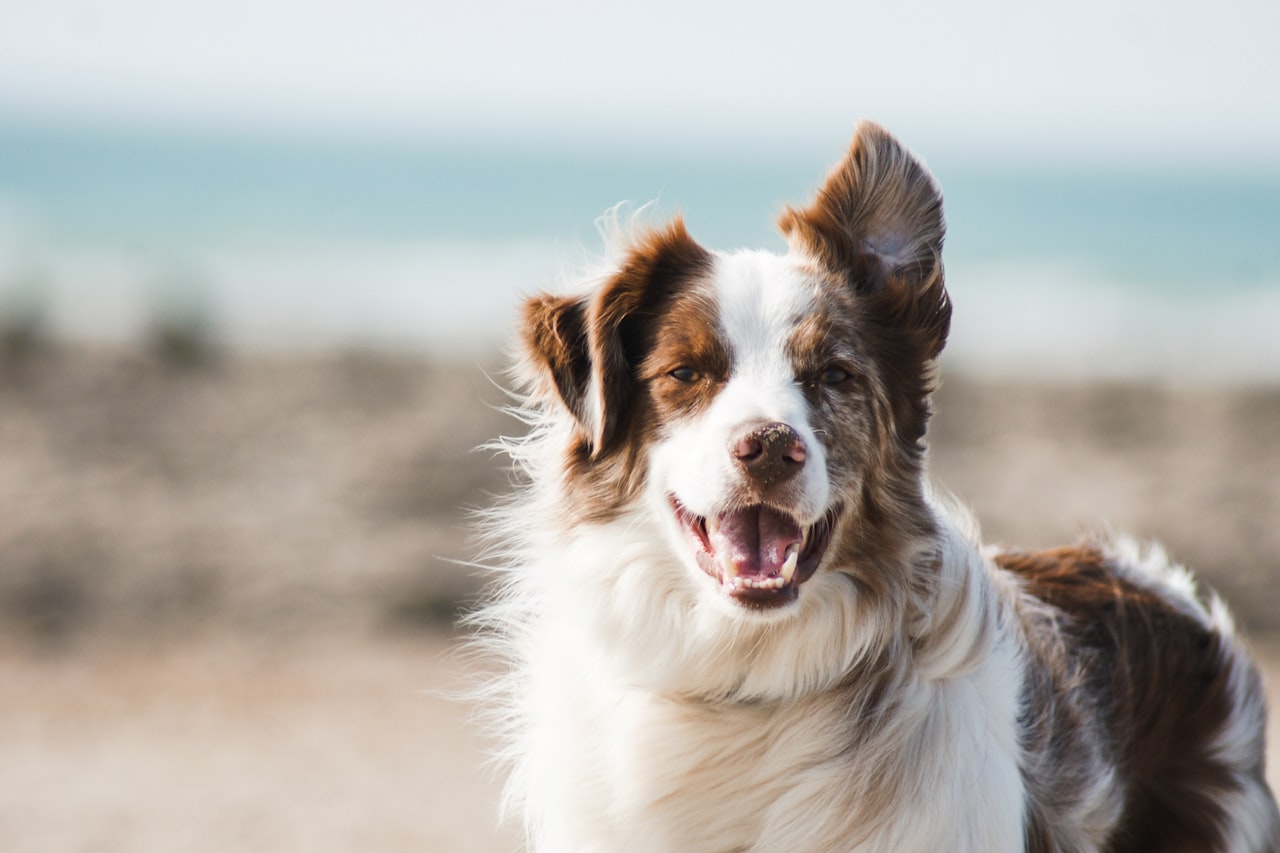 Flea & Tick Control service in Ames, IA