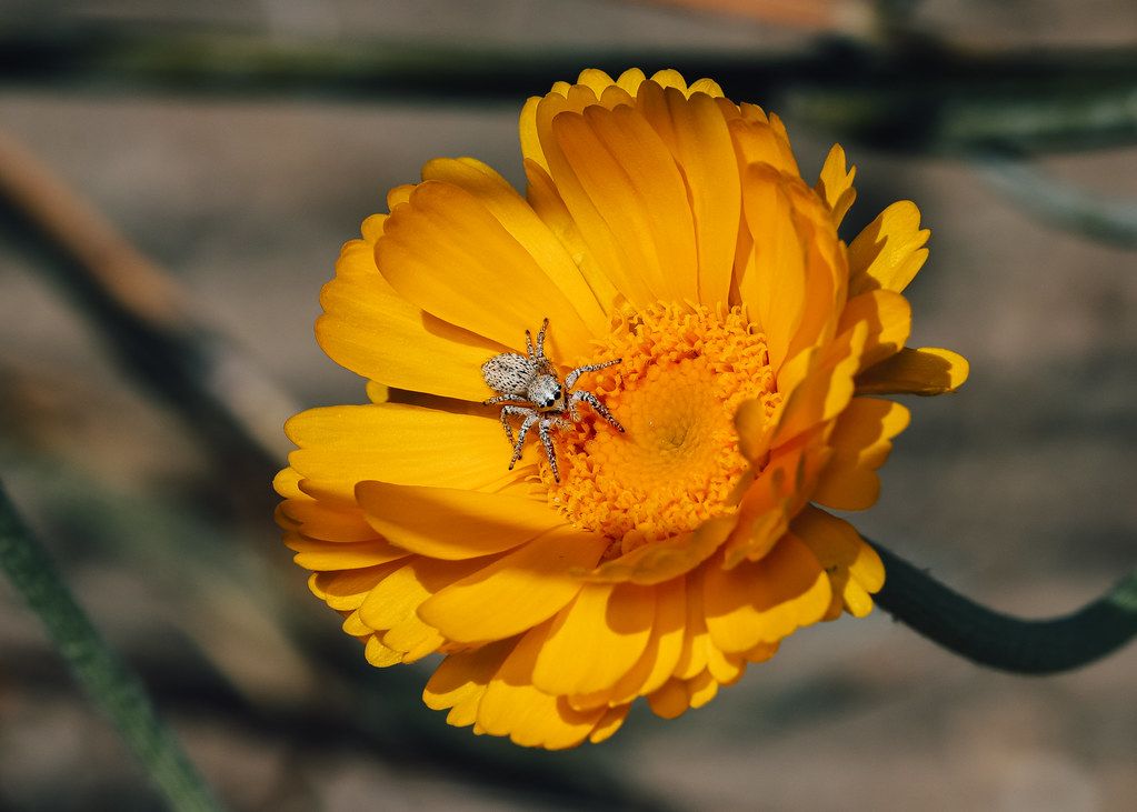 Spider Control service in Ames, IA